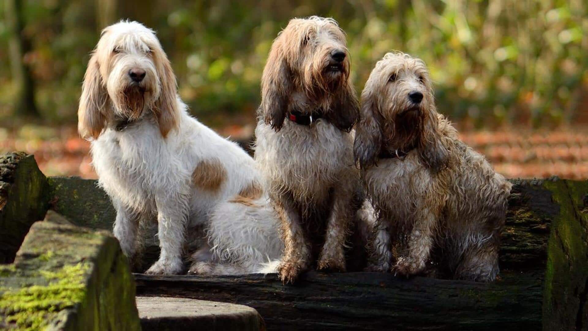 Grand Basset Griffon Vendeen care tips their owners should know