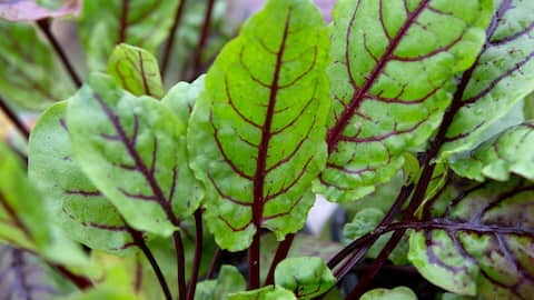 5 amazing health benefits of sorrel leaves