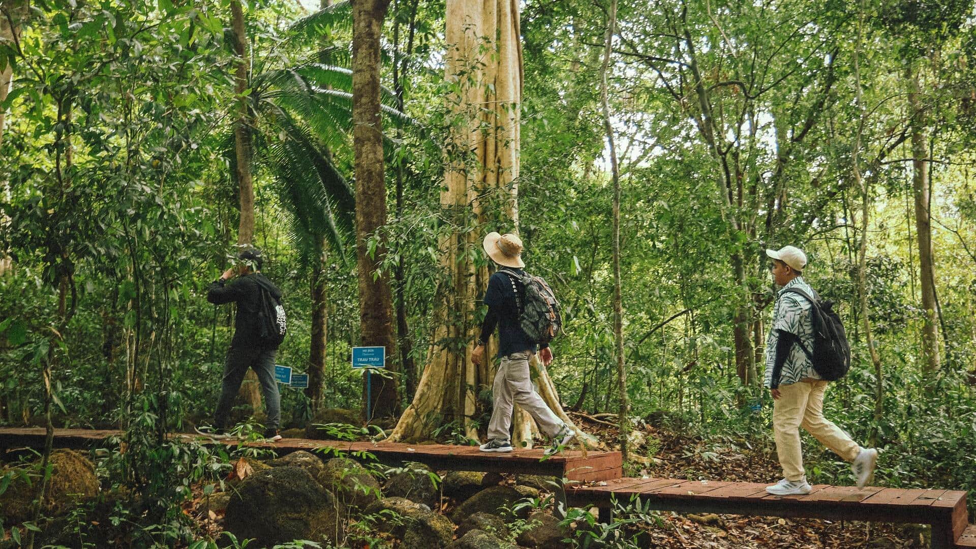 How mindful nature walks can boost your creativity