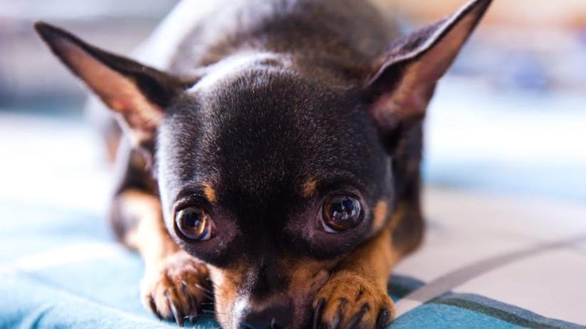 Keep your Chihuahua healthy with these nutrition and diet tips