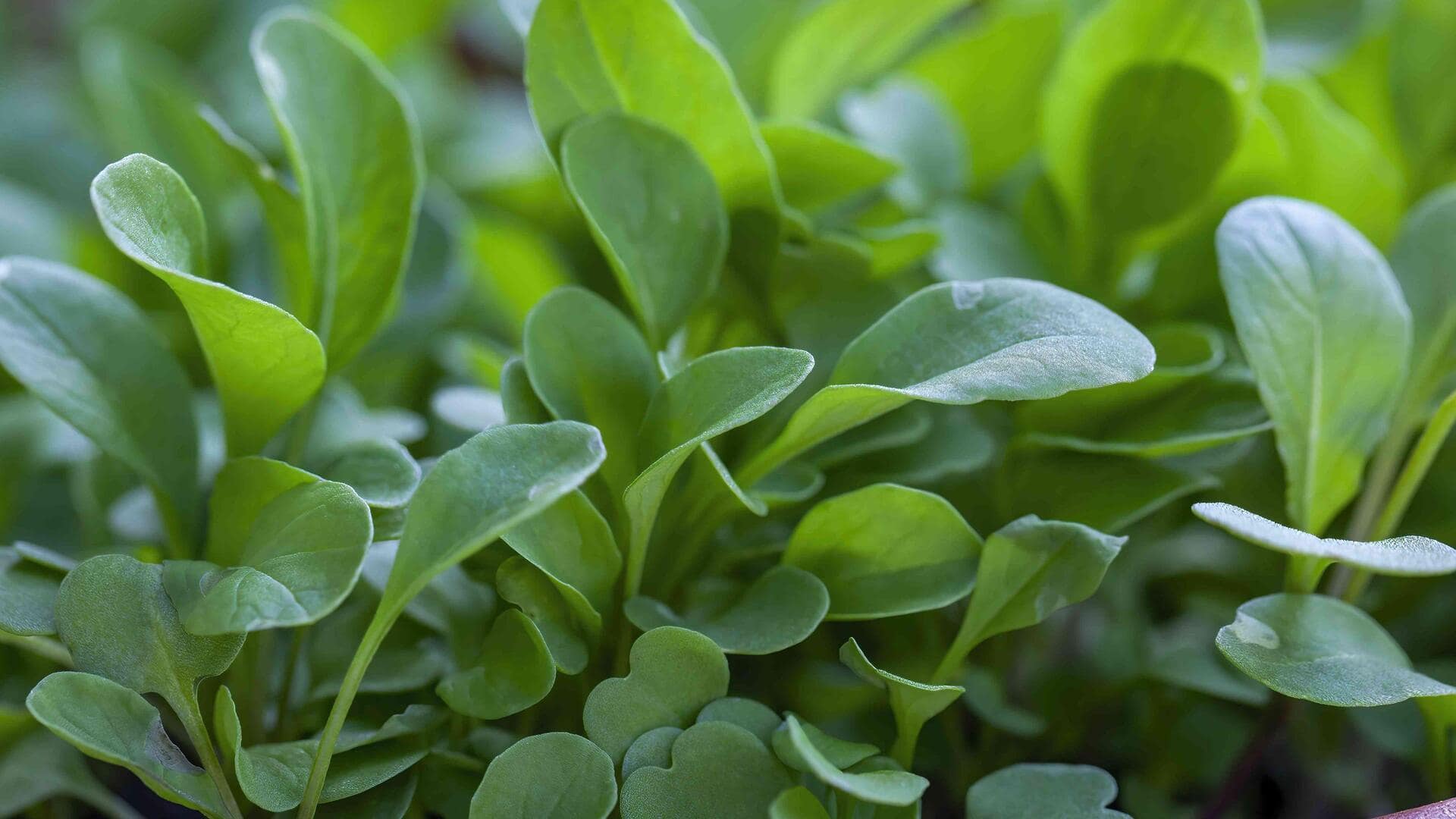 Growing refreshing watercress in indoor aquatic setups