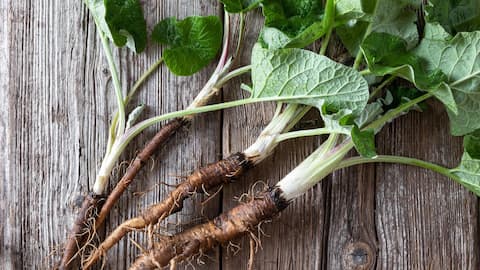 Burdock root: All about the highly nutritious vegetable 