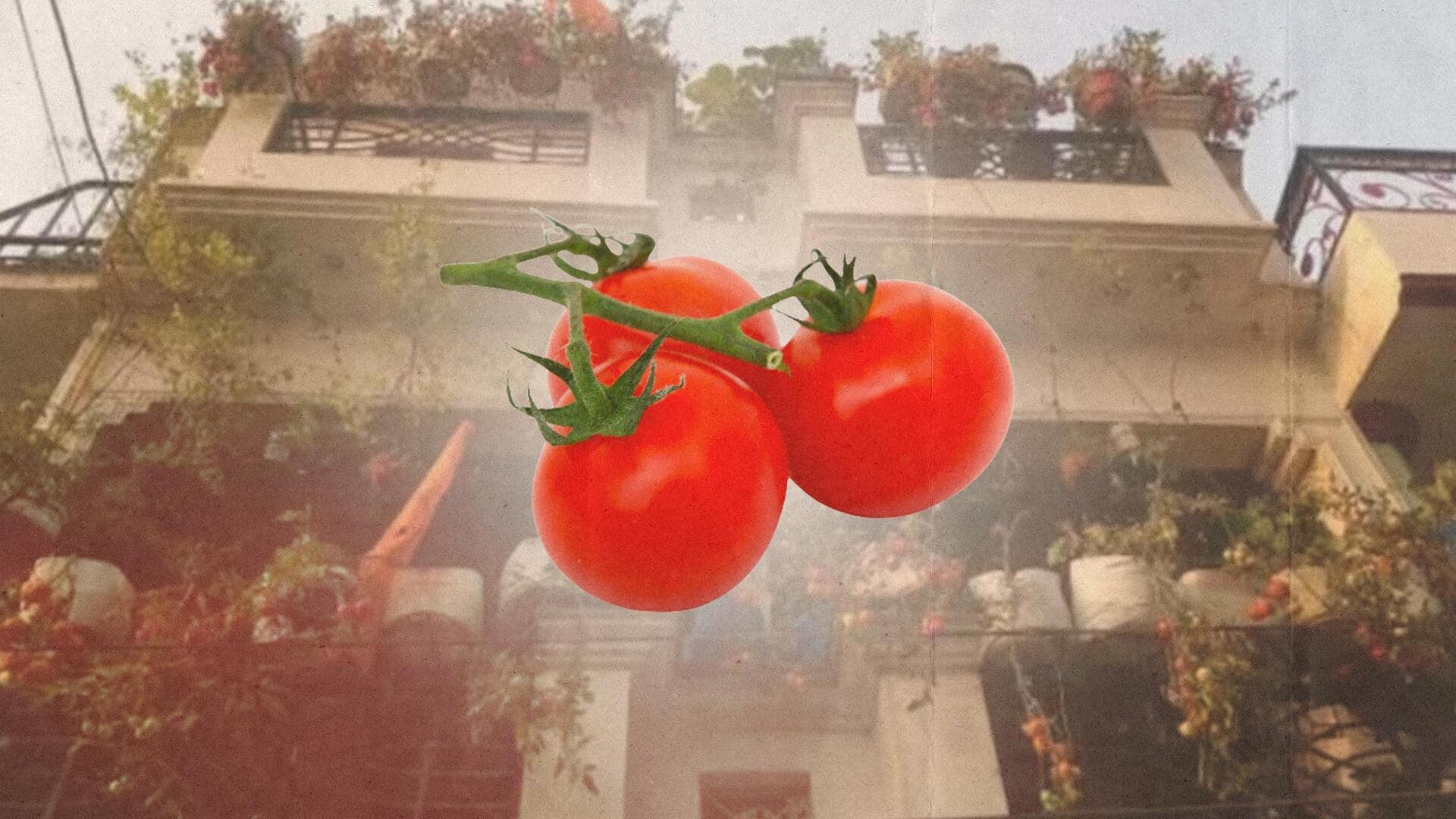 Lucknow man grows 250kg tomatoes on his rooftop