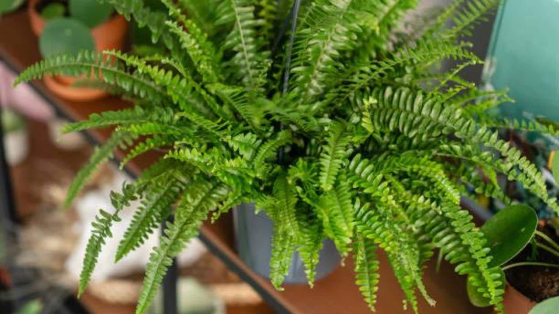 How to care for ferns in low light How to care for ferns in low light