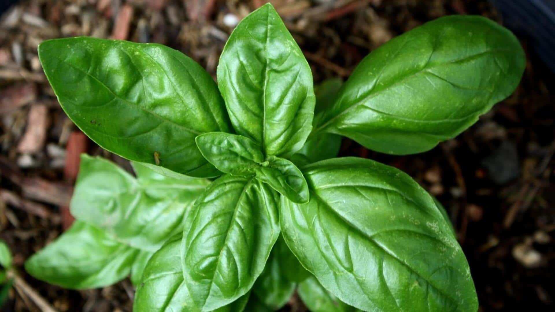 How to grow sweet basil at home How to grow sweet basil at home