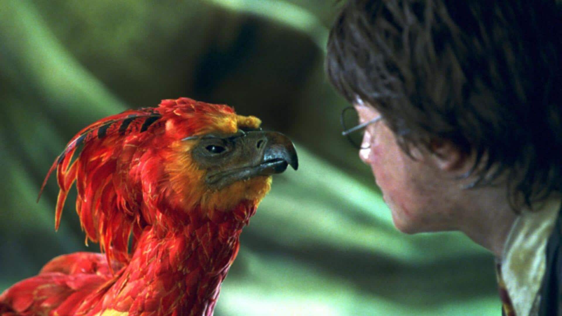 From loyalty to renewal: Fawkes's Journey in 'Harry Potter'