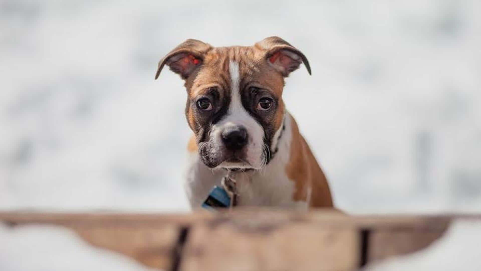 How to manage your Boxer dog's shedding