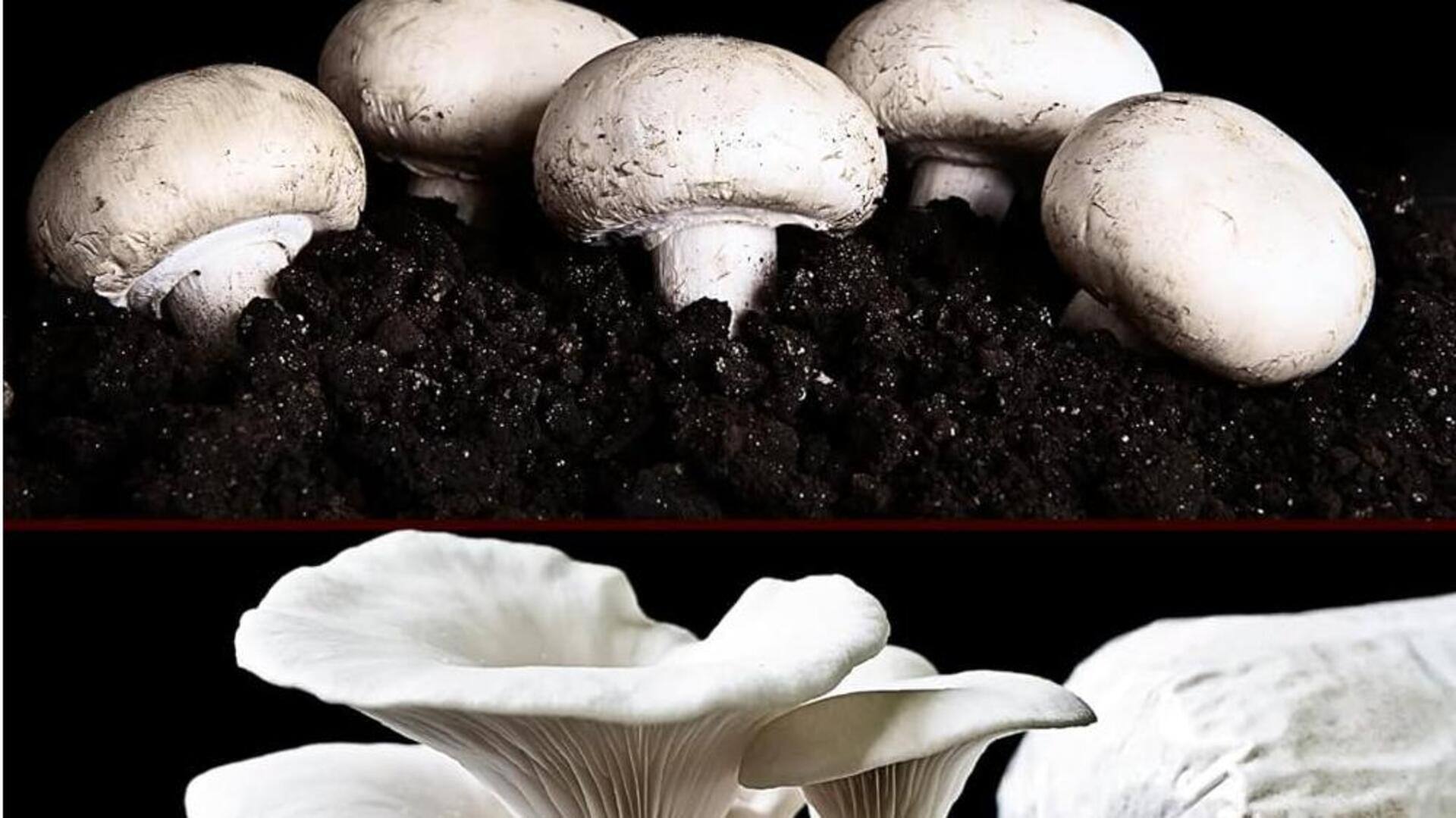Button v/s oyster: Which mushroom is more nutritious?