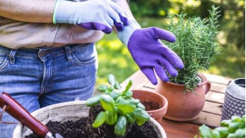 How to choose durable gardening gloves
