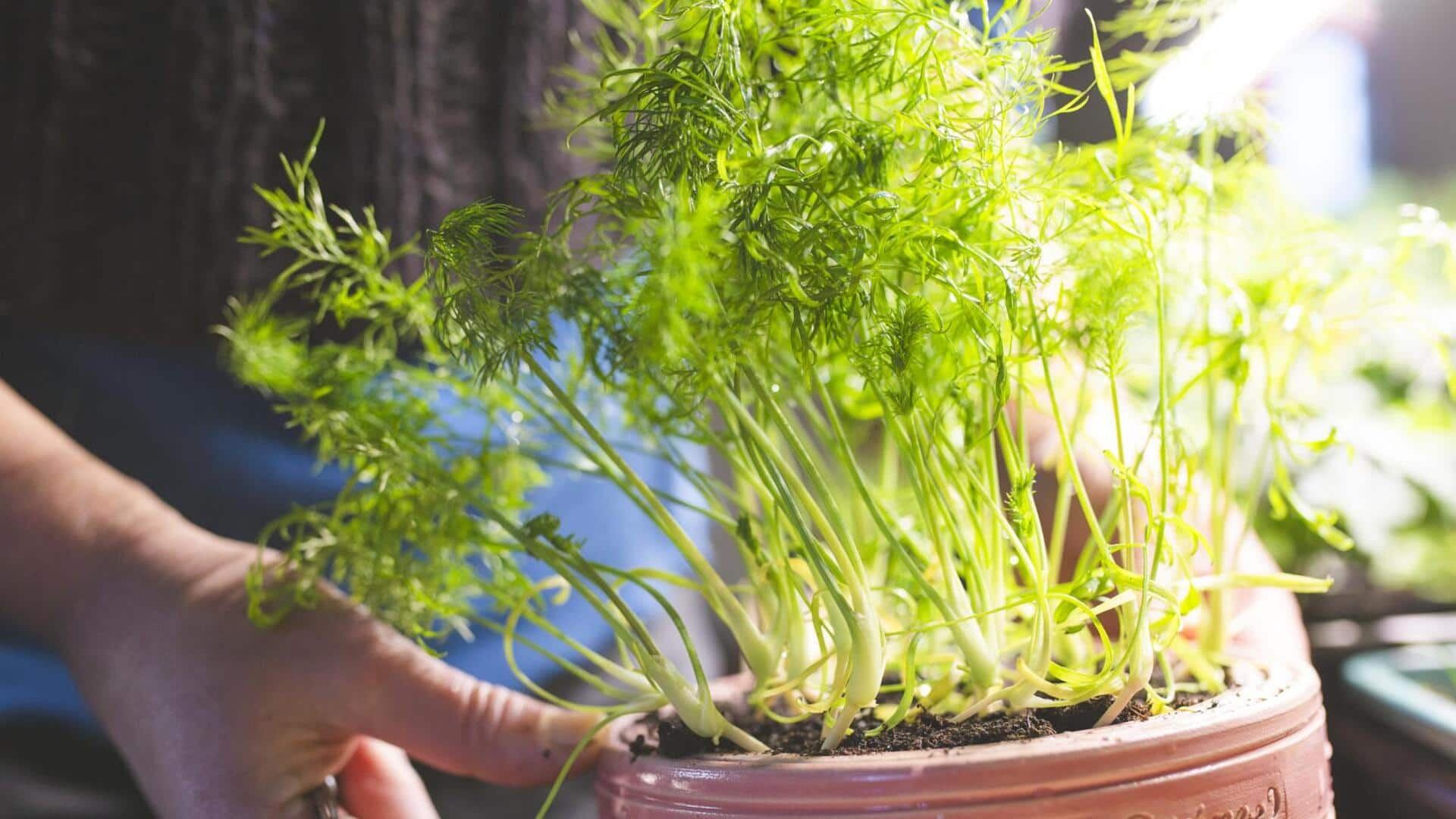 Grow fennel in your kitchen garden—it's that simple!