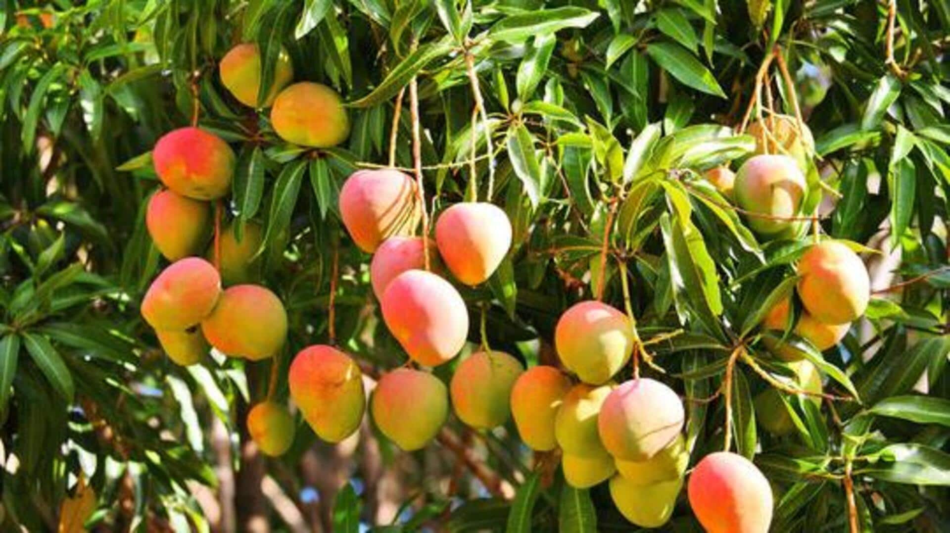 Why you should add bush mango to your diet