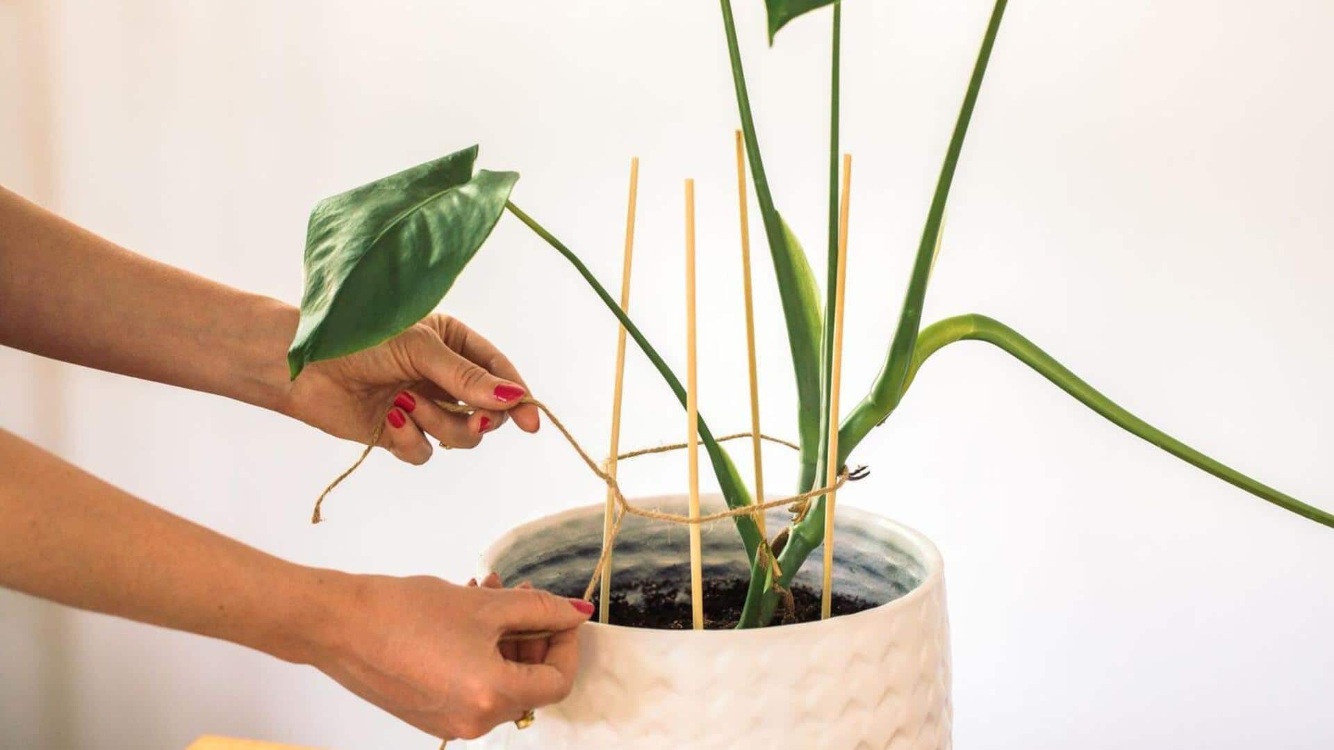 Indoor plants: 5 supports to keep stems upright