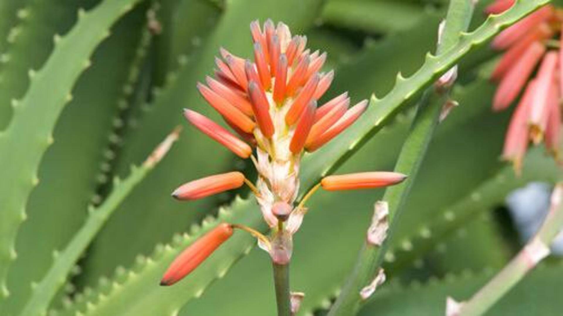 Aloe ferox: New skincare essential you need to try Aloe ferox: New skincare essential you need to try