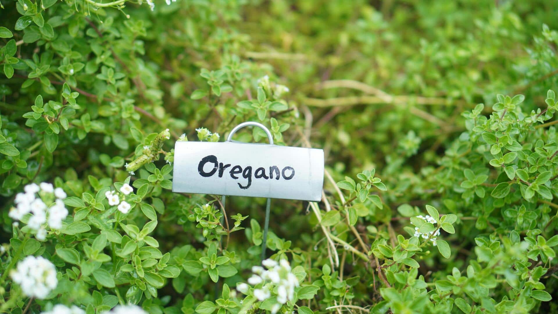 The ultimate guide to growing healthy oregano at home
