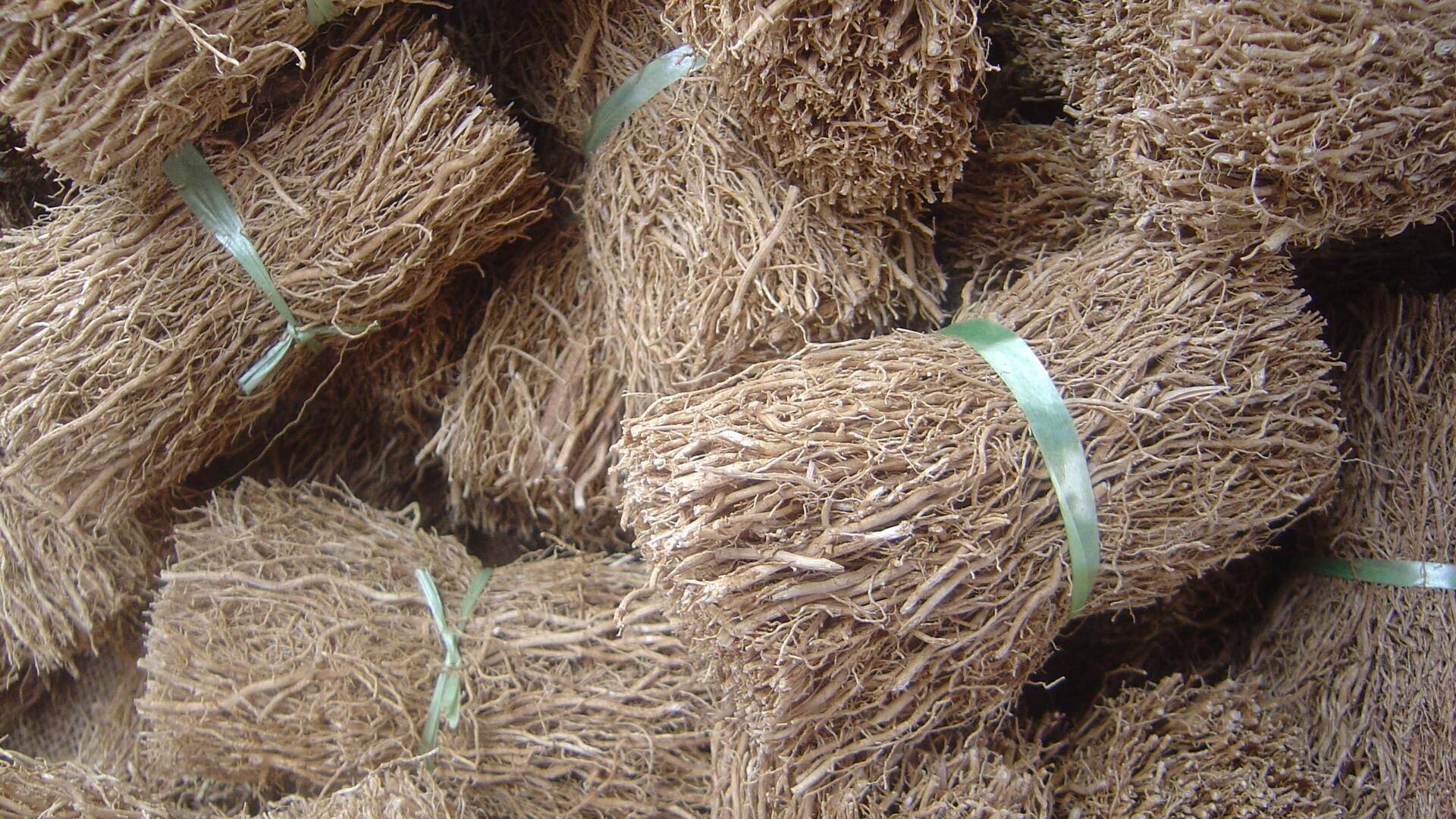 Discover the amazing skin and hair care benefits of khus