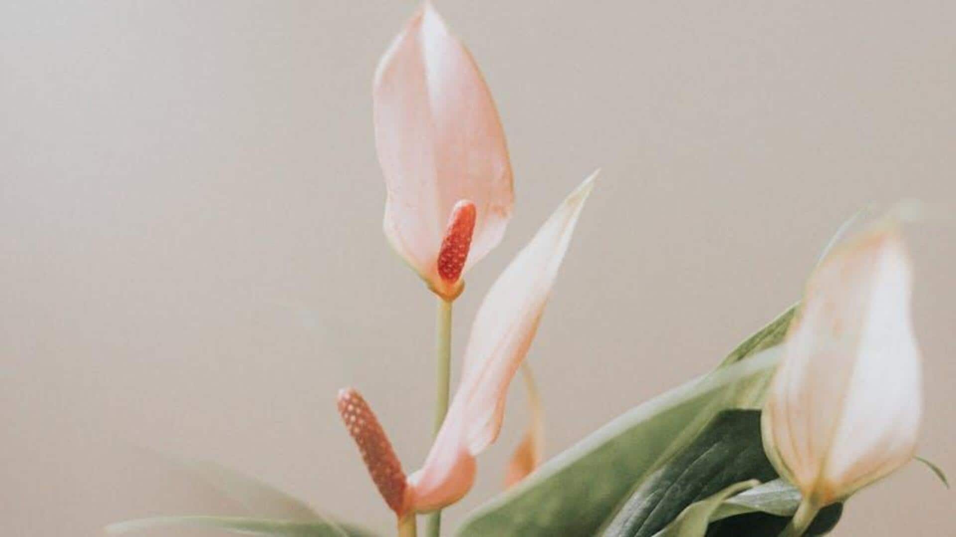 5 low-maintenance plants for a stunning home decor