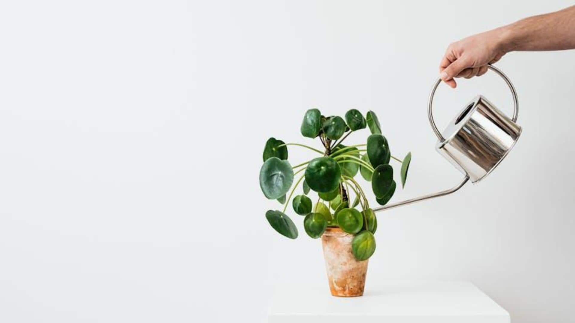 How to revive overwatered plants How to revive overwatered plants