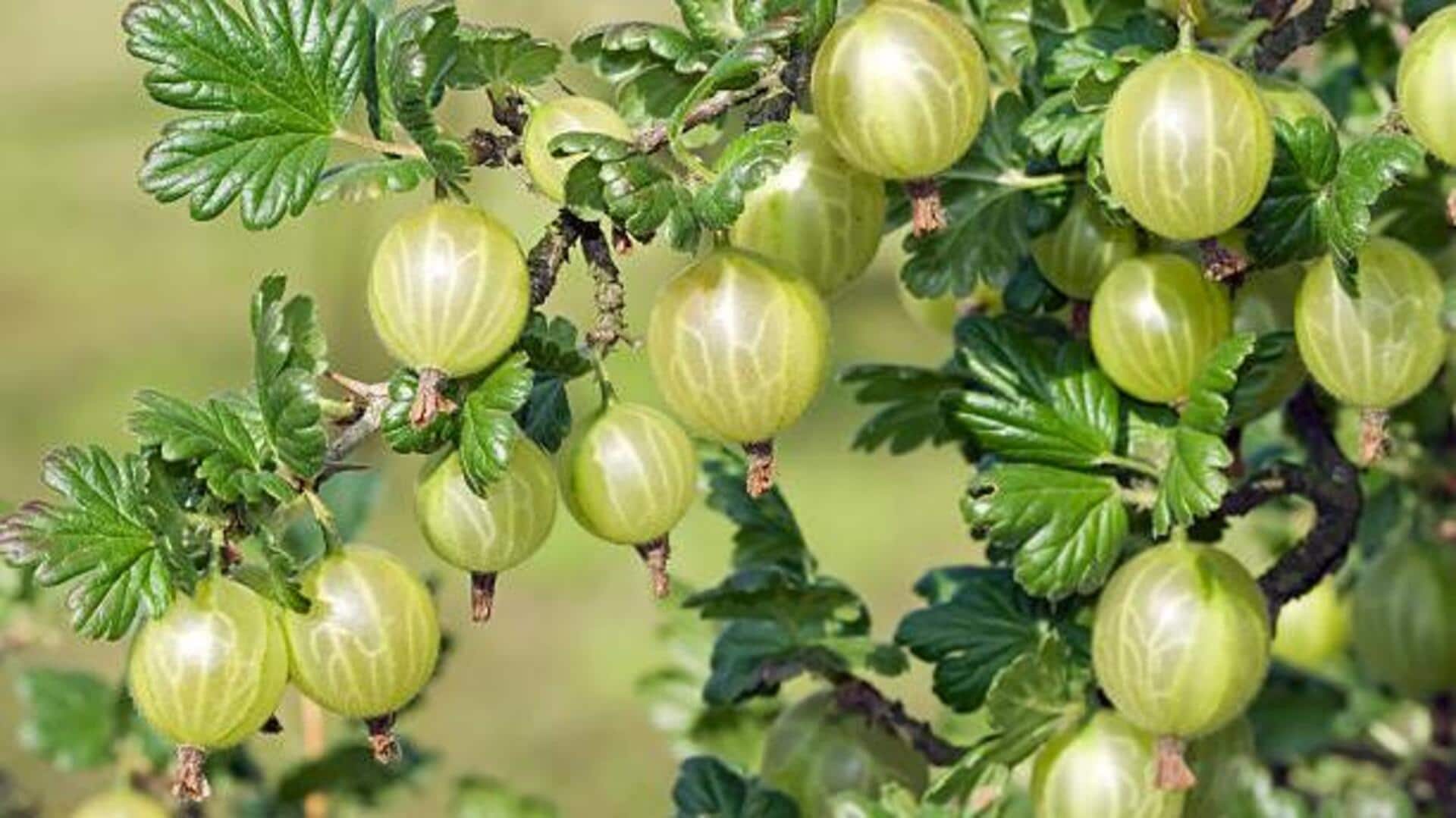 How to use gooseberries in cooking