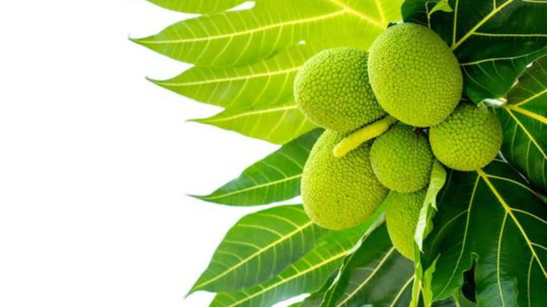 Breadfruit: The new vegan superfood 