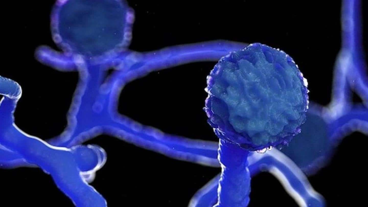 What is mucormycosis? What is mucormycosis?