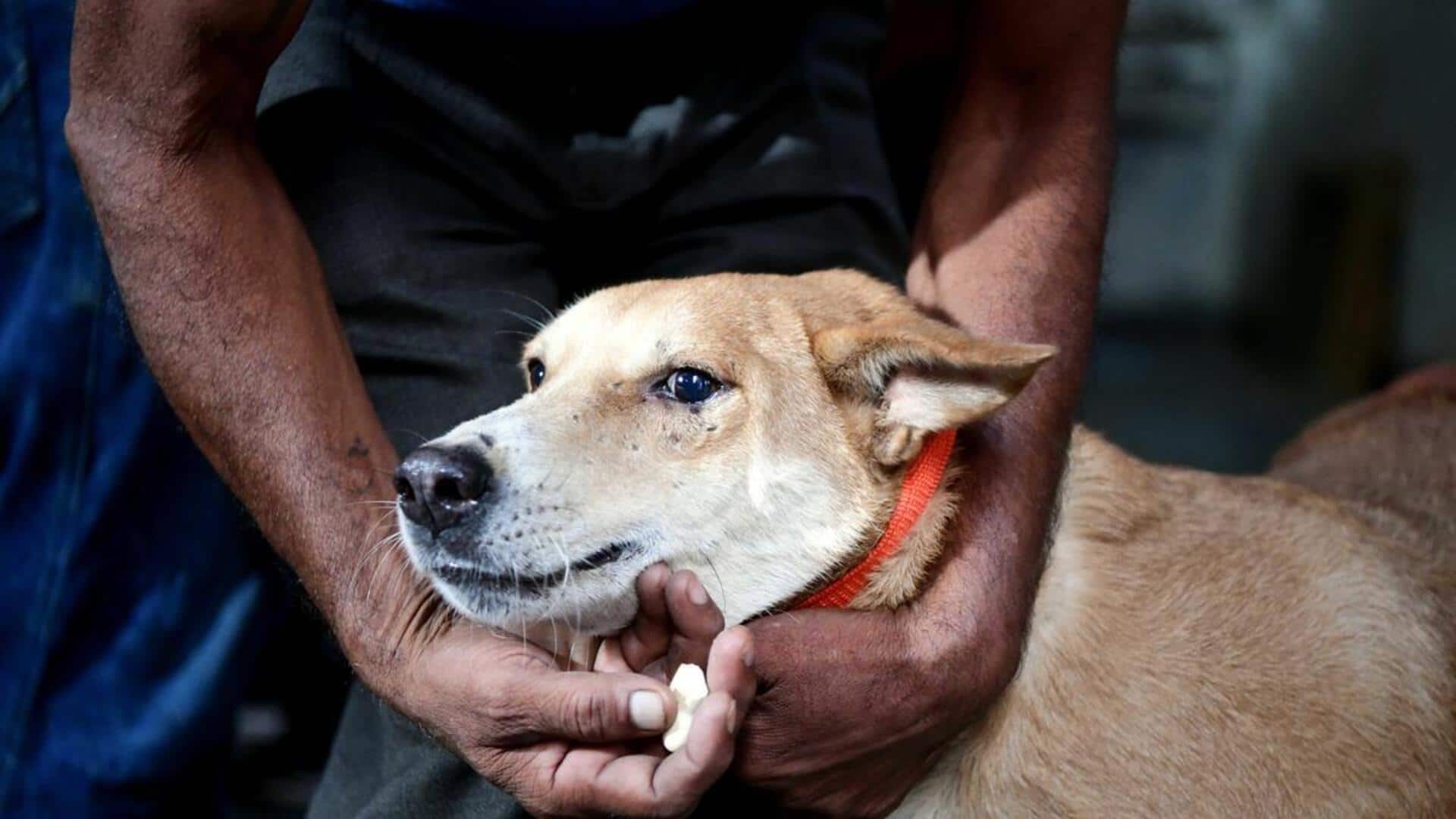 'For every dog bite, we'll...fix heavy compensation for states': SC 