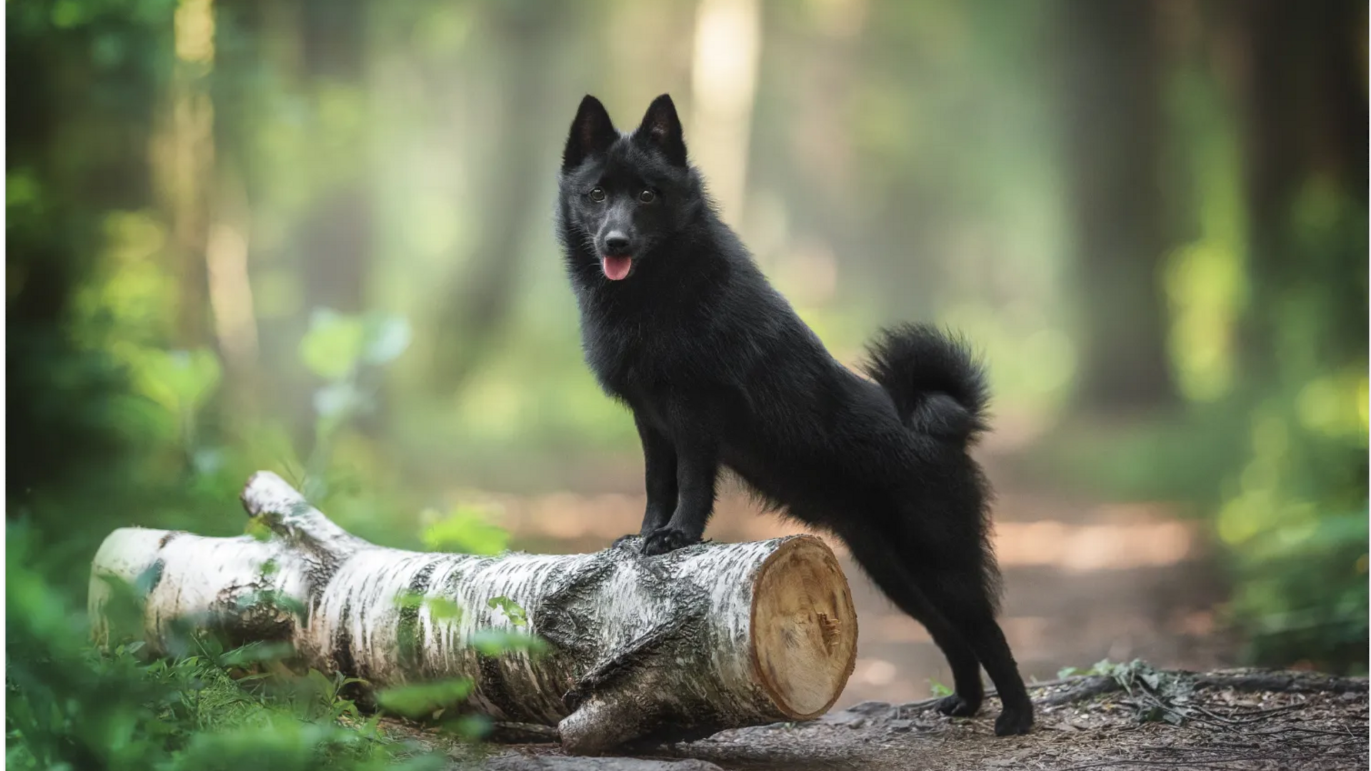 Schipperke dog care tips their owners should know