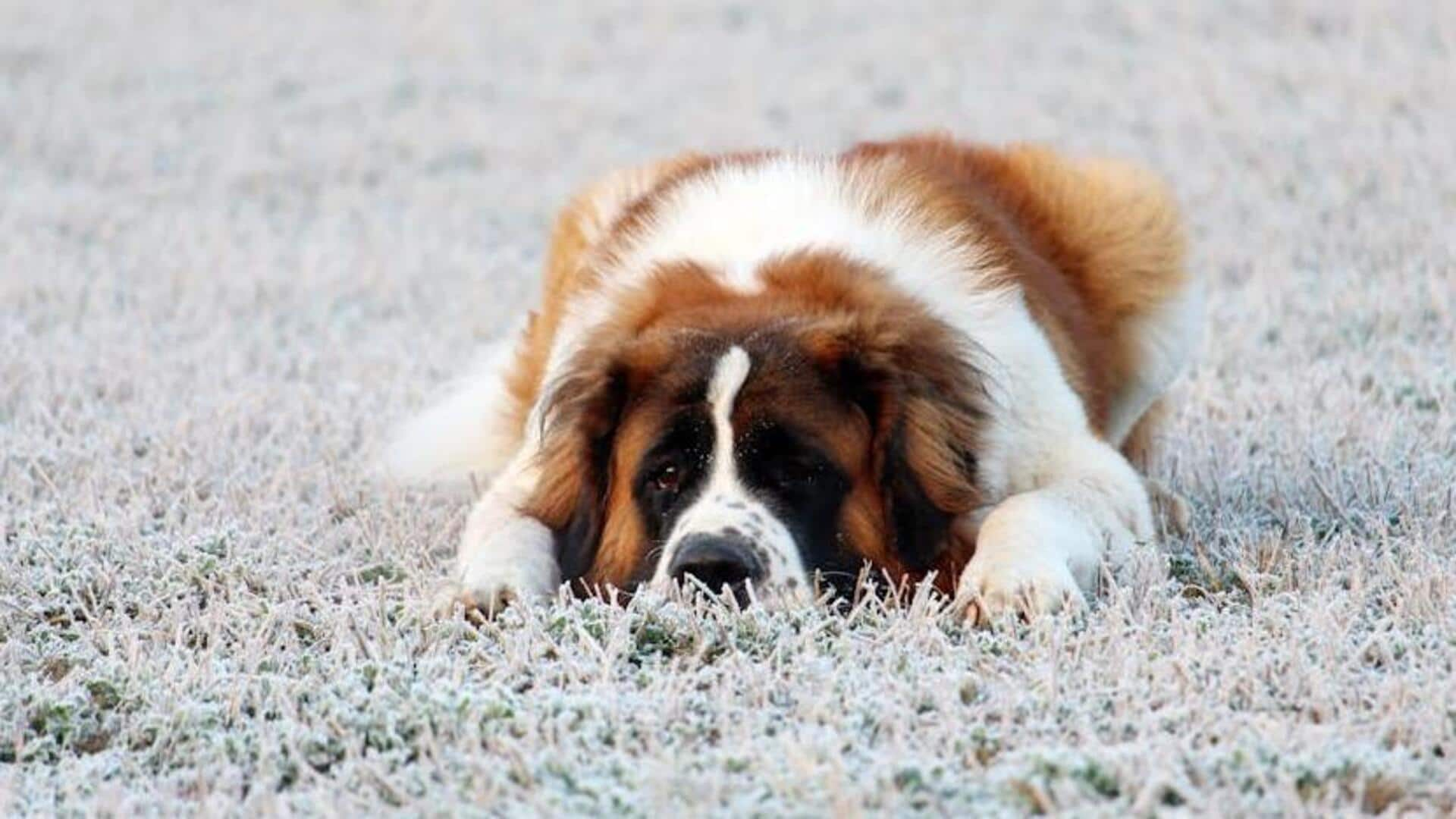 Saint Bernard hydration care guide