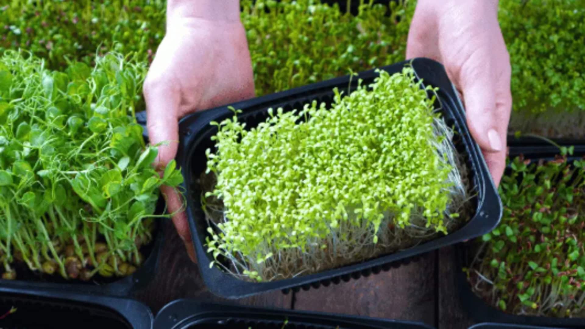 Why you must add microgreens to your daily diet Why you must add microgreens to your daily diet