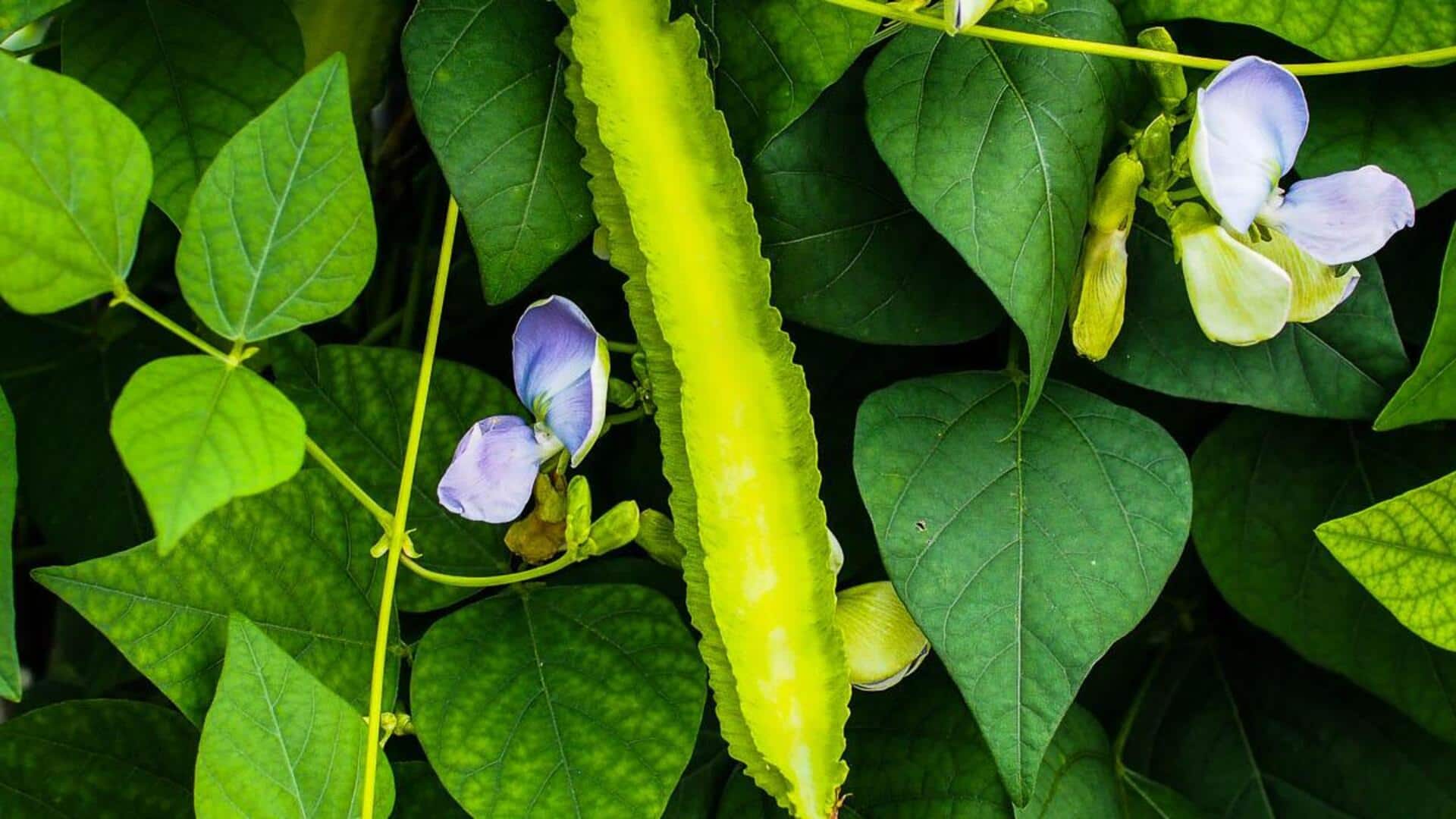 Surprising health benefits of winged beans