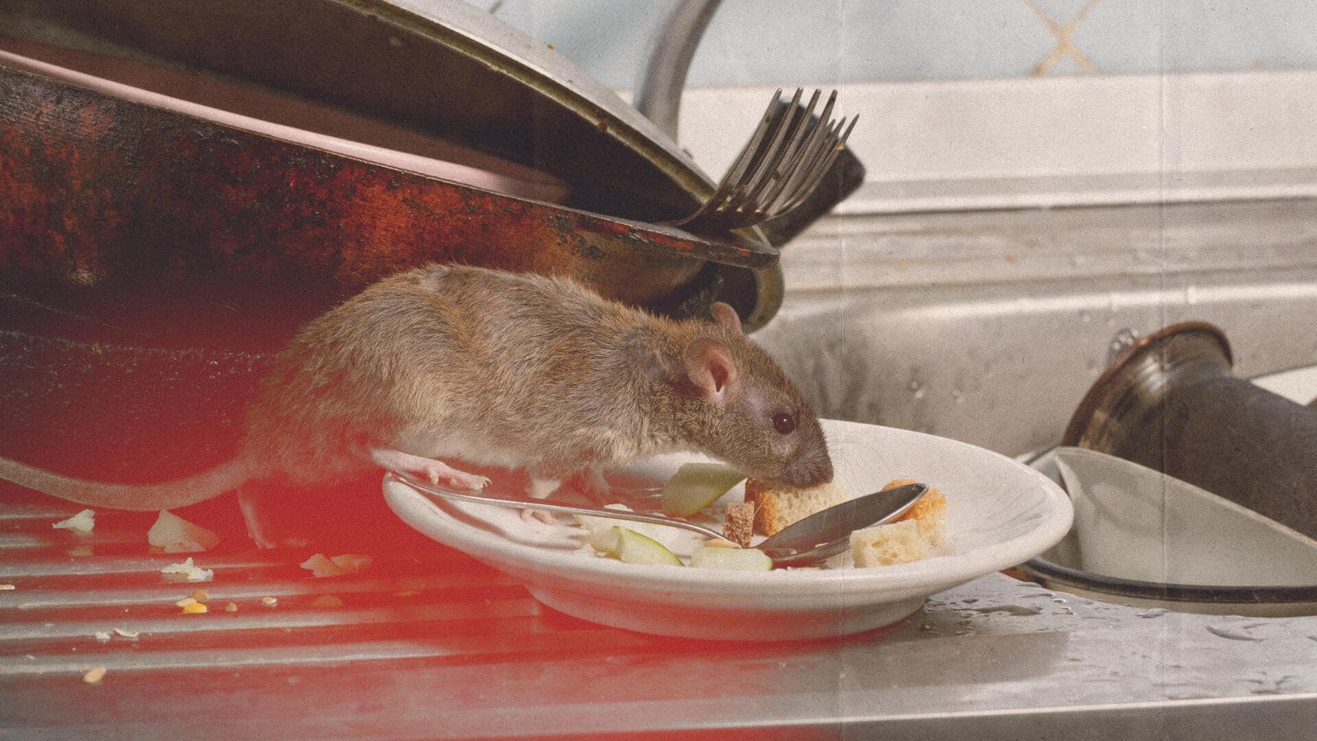Mumbai: Rat found in restaurant's food; chefs and manager arrested
