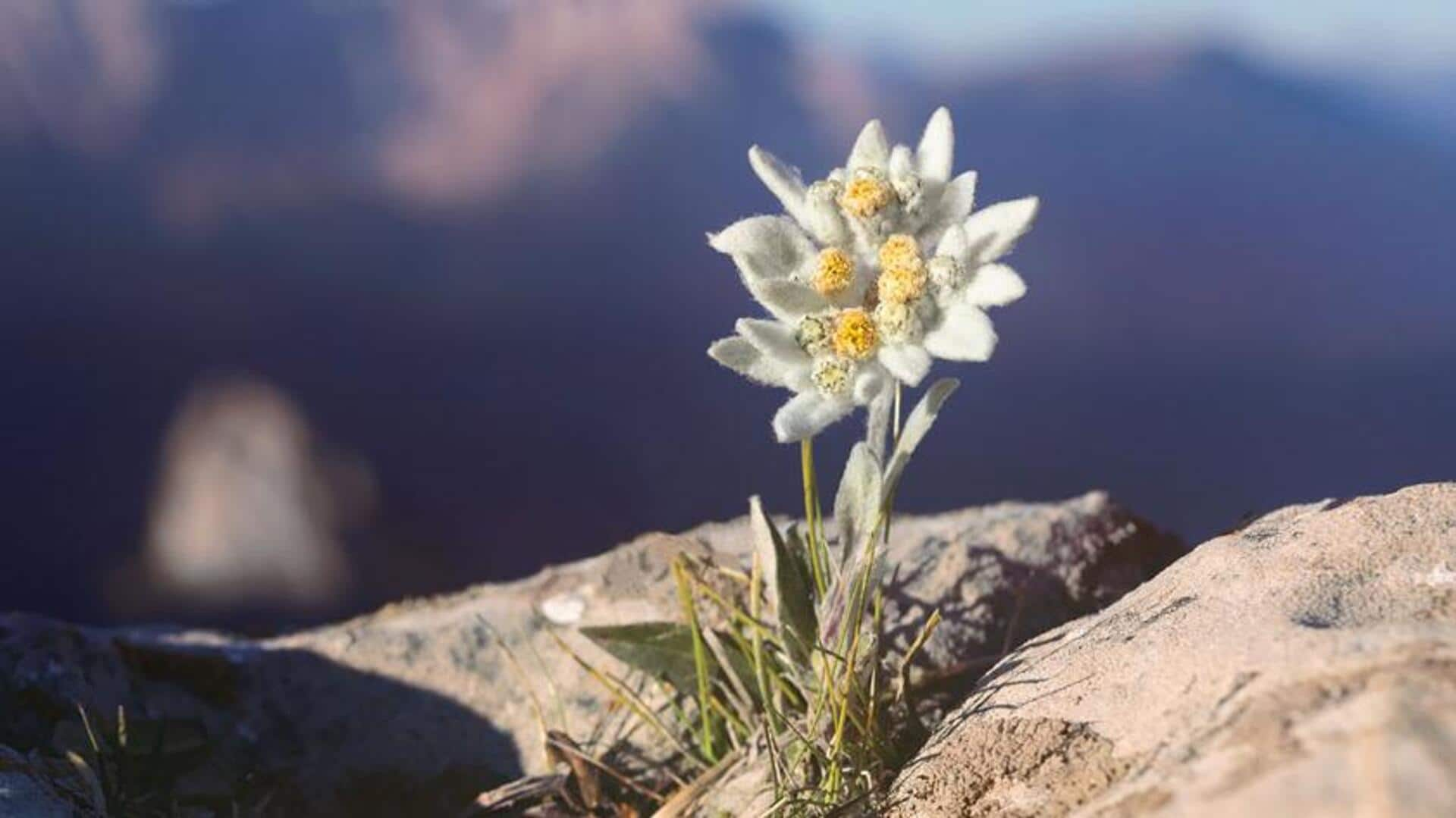 Alpine edelweiss quest: Mountain flower treks