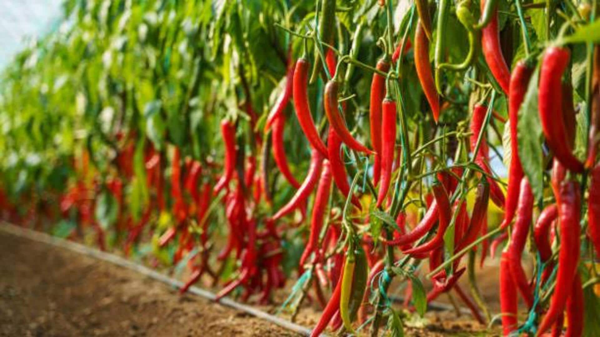 How to grow chillies in hanging baskets