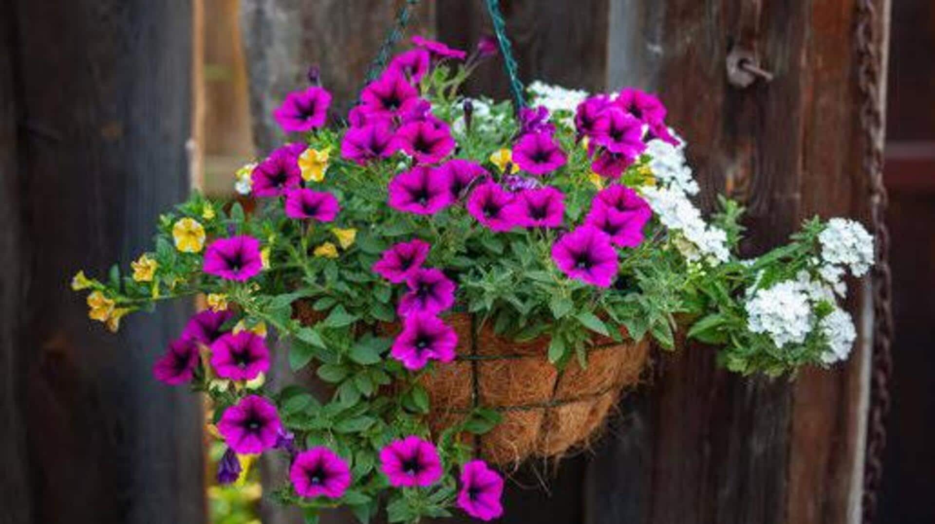 5 flowering vines that look beautiful in hanging baskets 