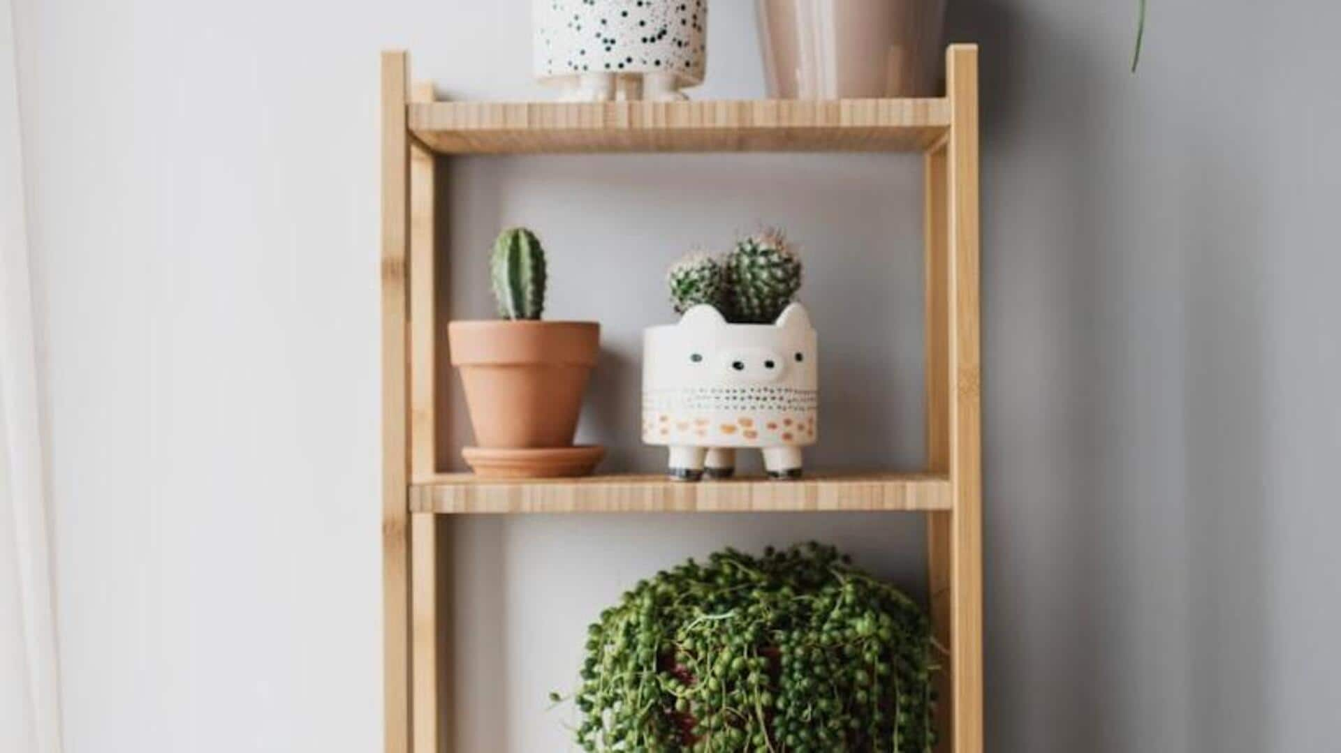 Budget-friendly indoor air purifying plants