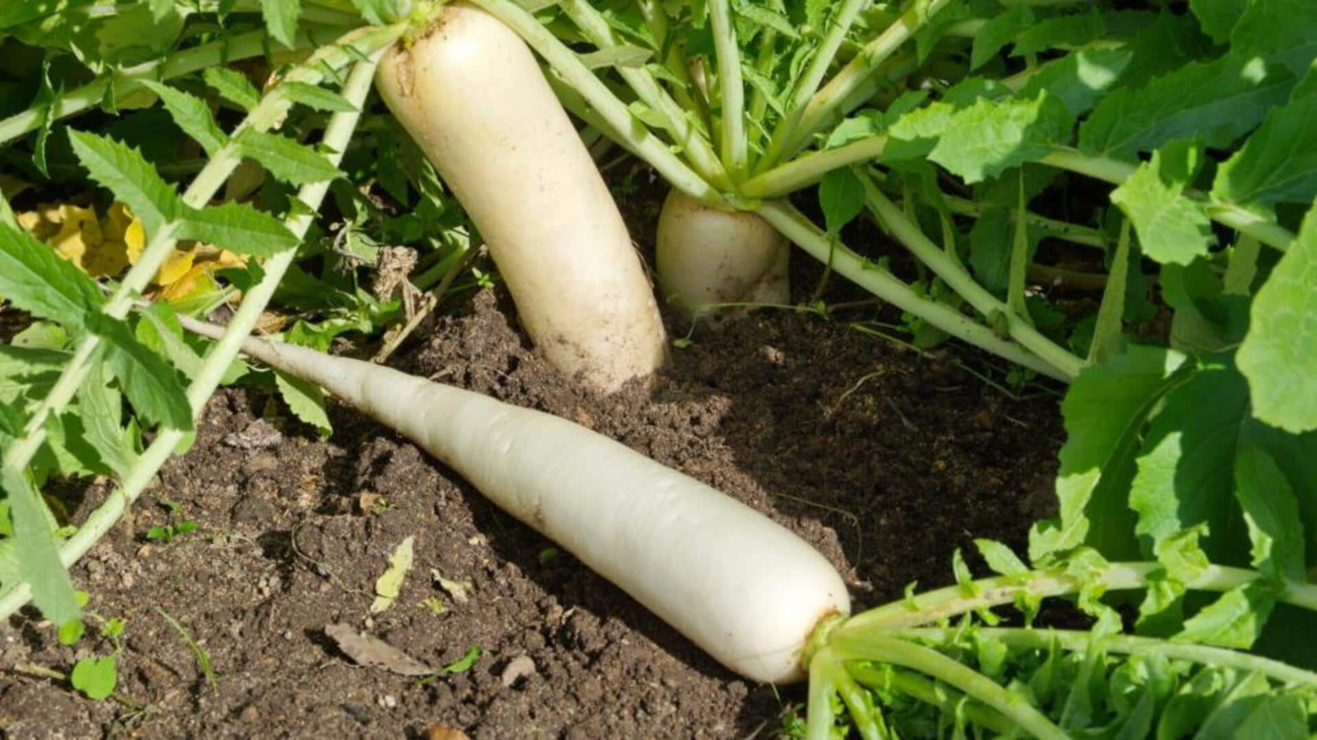 Growing radishes at home? You must read these important tips