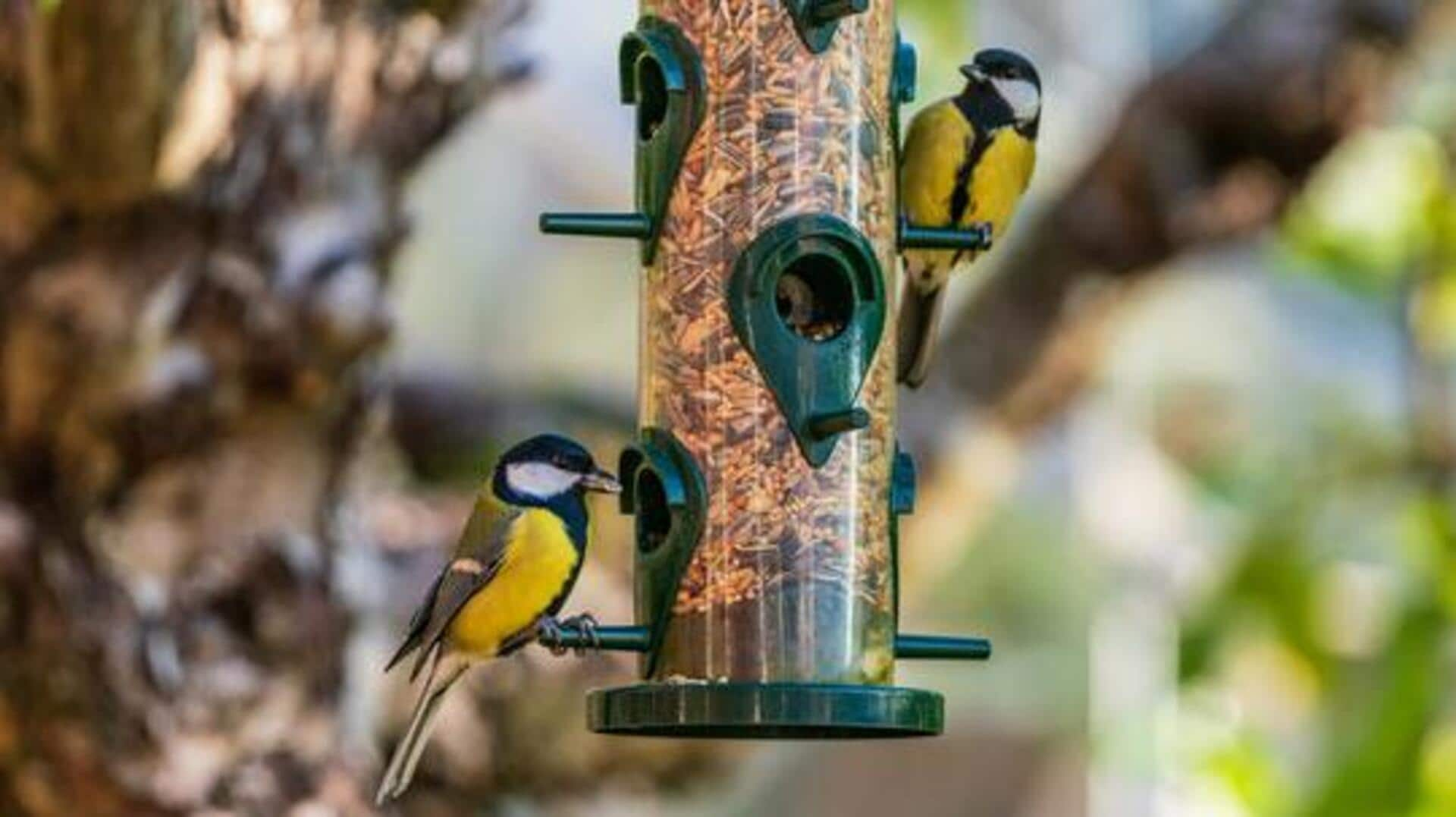 Frugal DIY bird feeders in Africa