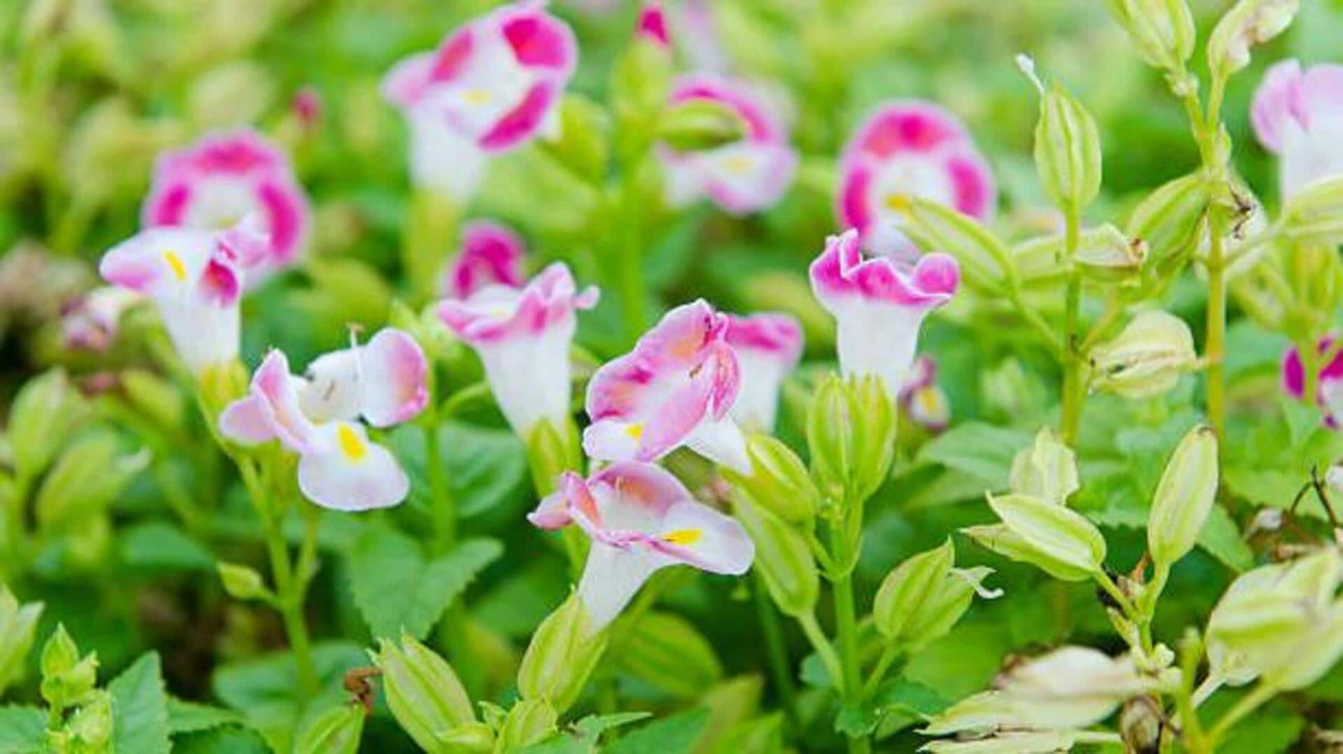 Tryfenia flower: The superfood you didn't know about Tryfenia flower: The superfood you didn't know about