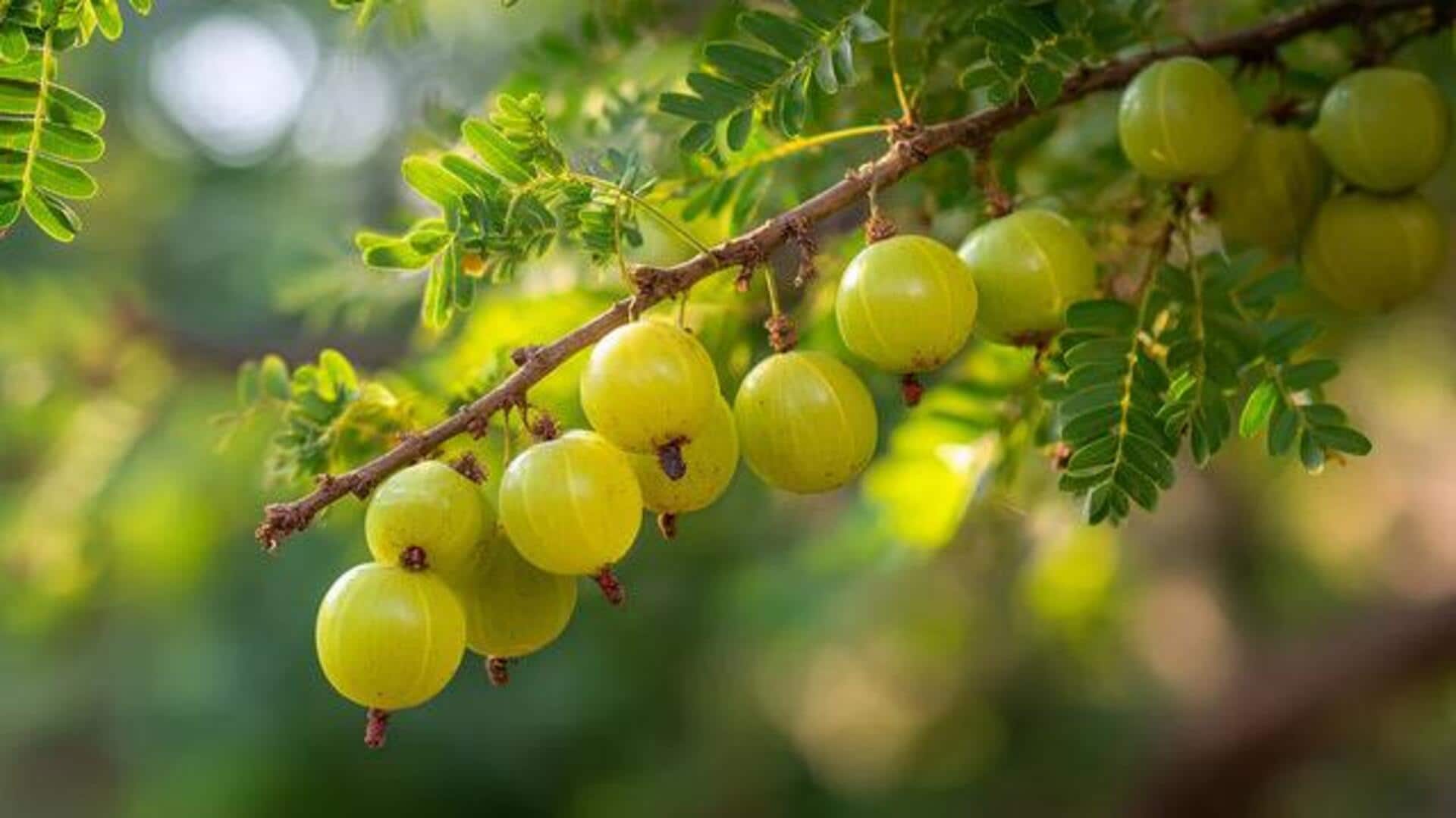Indian gooseberry: 5 breakfast ideas for immunity