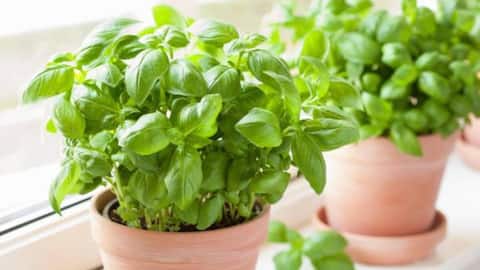 How to grow basil in small pots