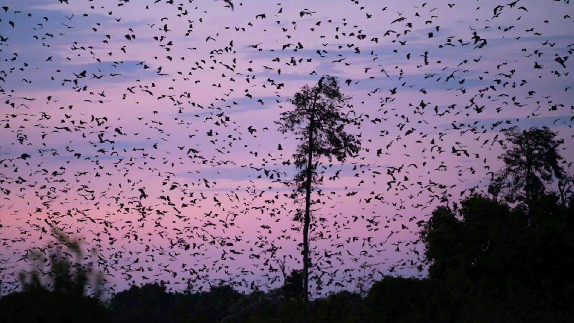 Exploring the bat caves of Kasanka, Zambia