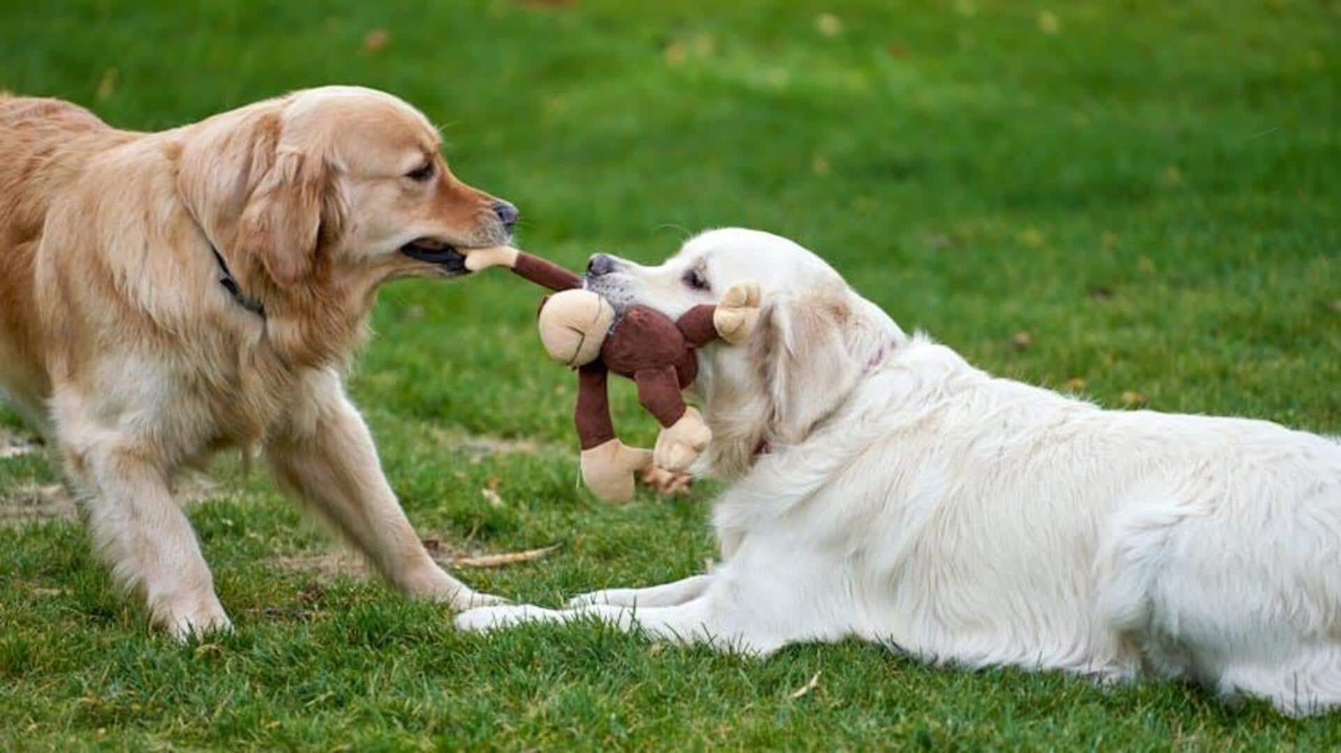 How to keep your dog's toys hygienic How to keep your dog's toys hygienic