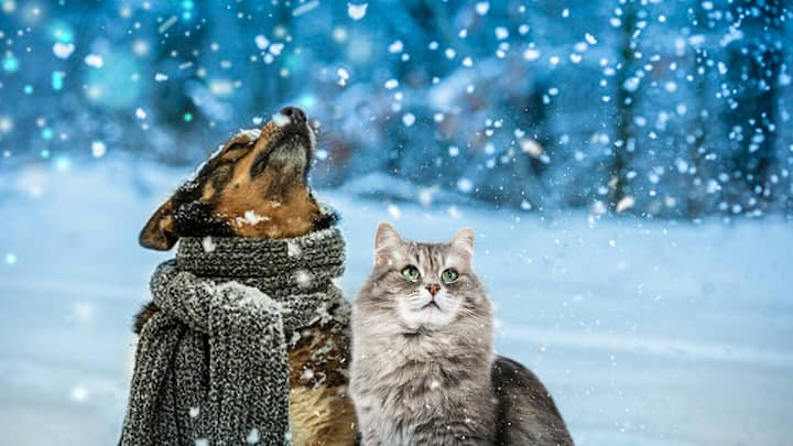 How to cater to your pet’s nutritional needs in winter