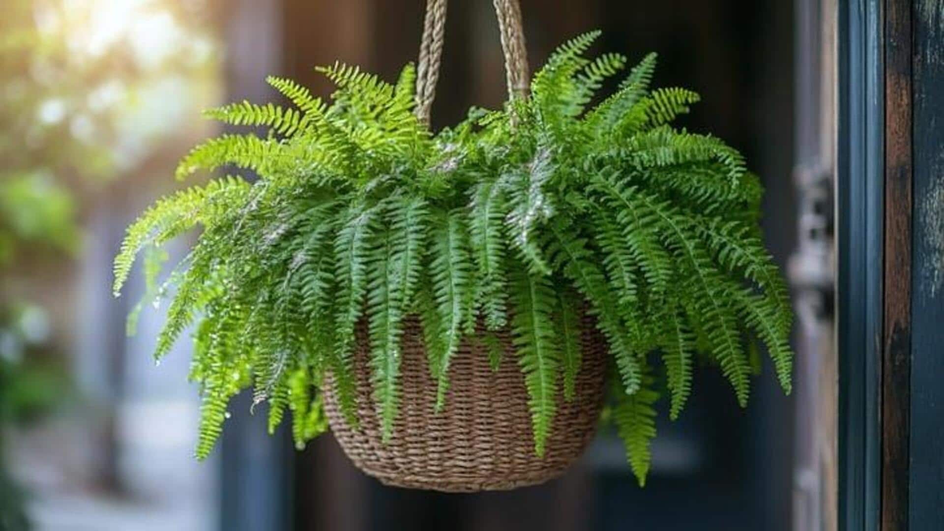 Hanging moss baskets: Tips for vibrant growth Hanging moss baskets: Tips for vibrant growth