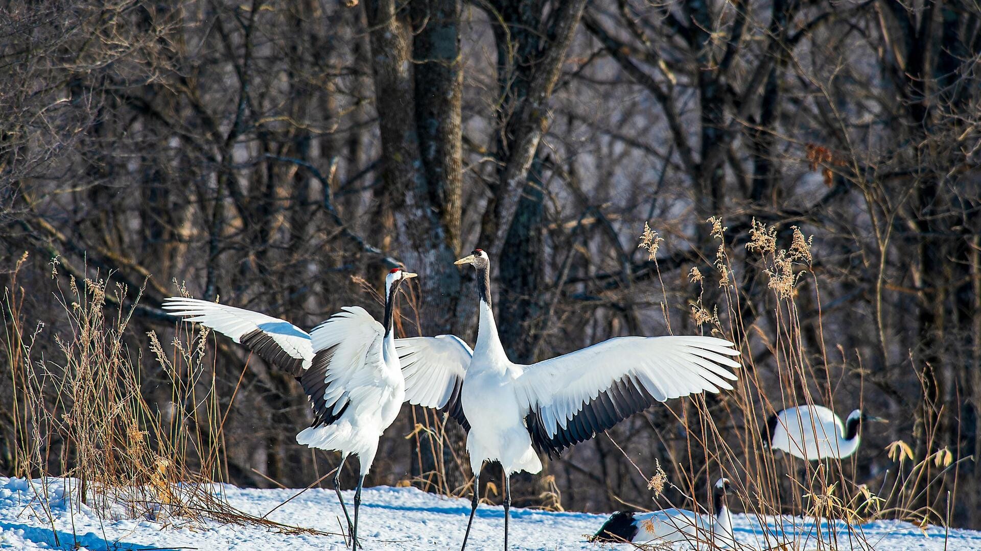 The real story behind Japan's iconic cranes