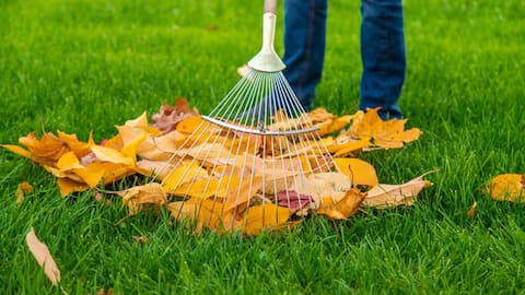 Raking leaves is actually good for your health