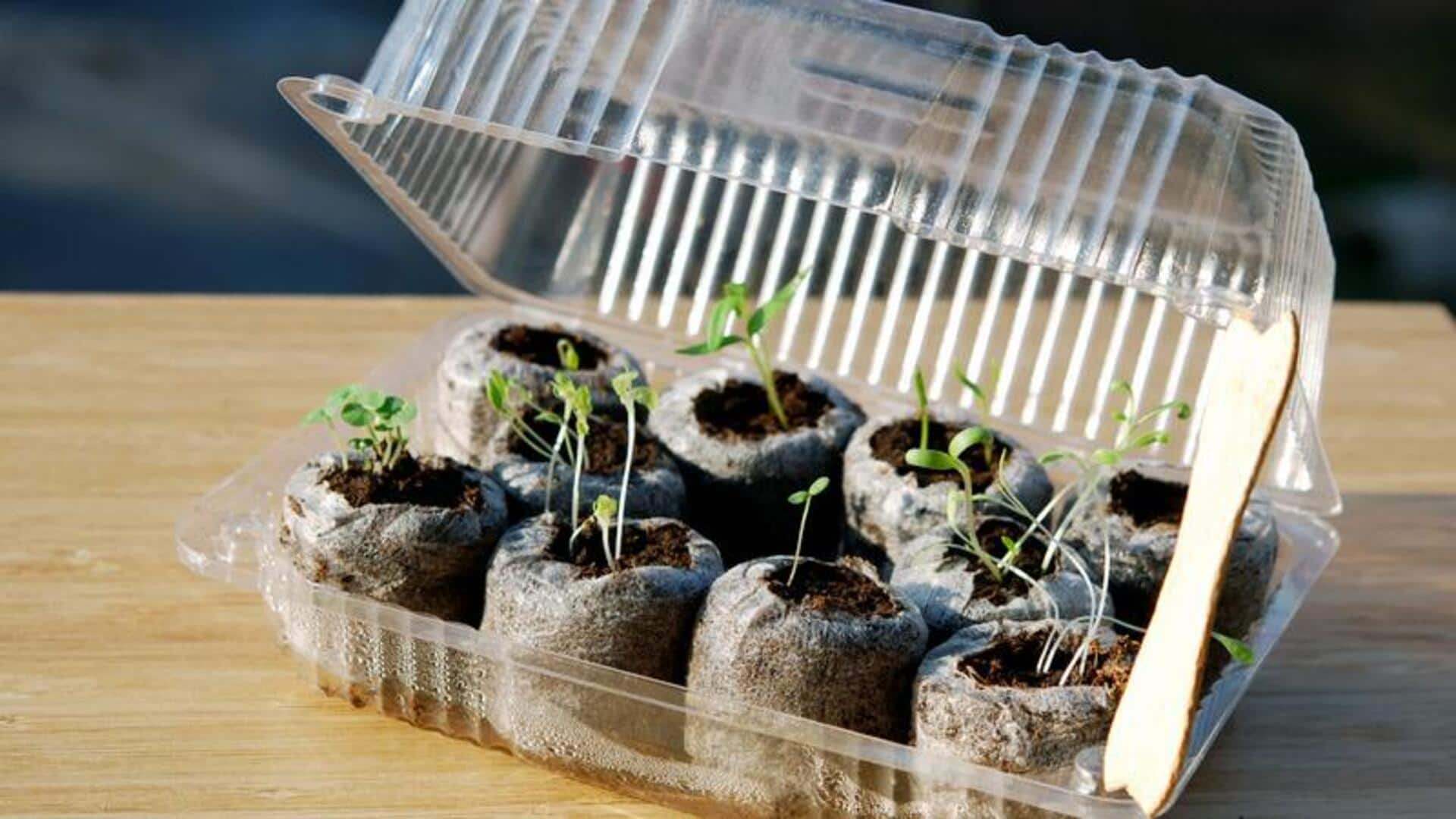 Budget-friendly DIY miniature greenhouses in Africa