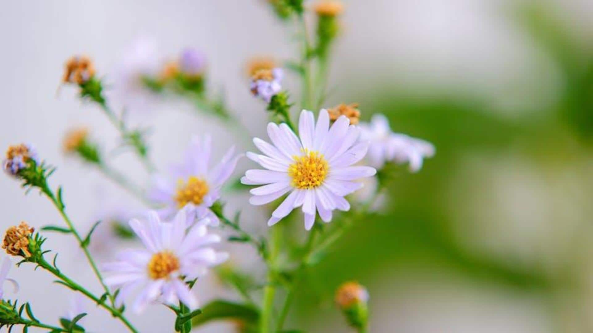 Why African chamomile deserves its spotlight in wellness 