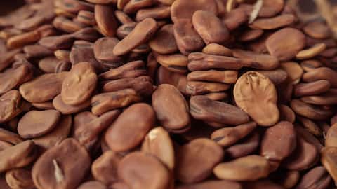 Tarwi beans: The nutty snack packed with protein