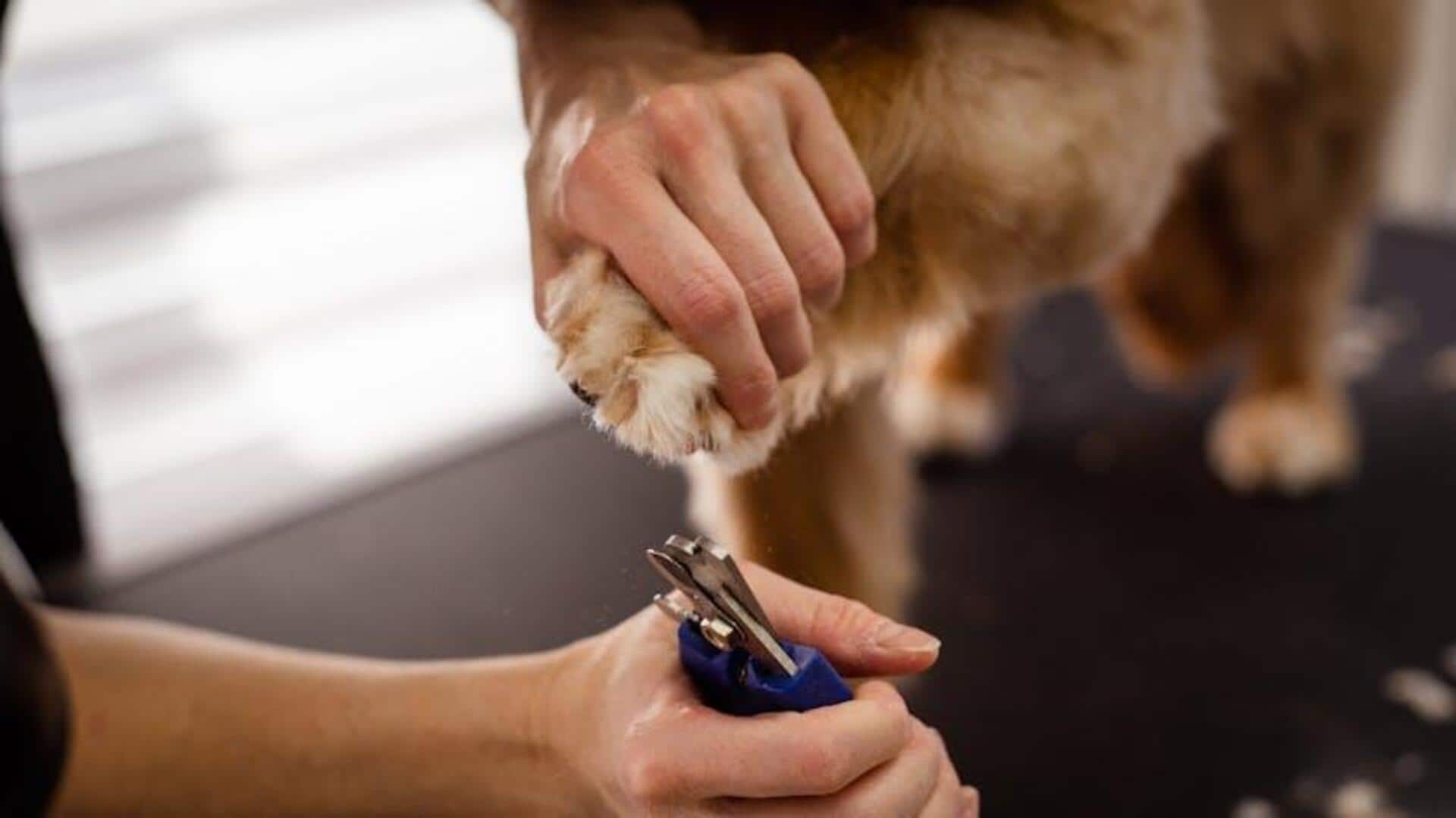 How to store your dog's grooming tools