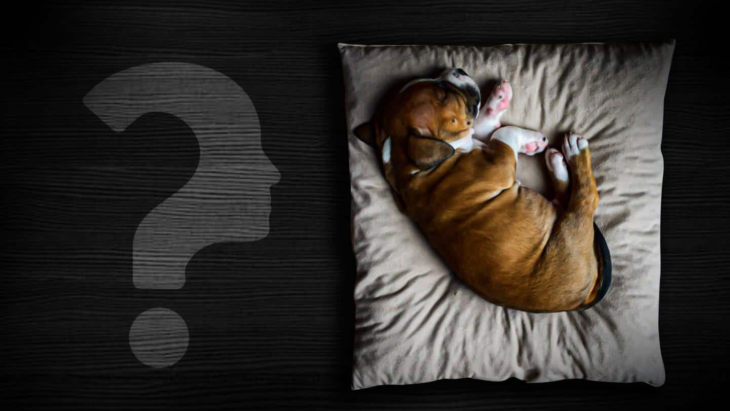 Sleeping positions of dogs and what they mean